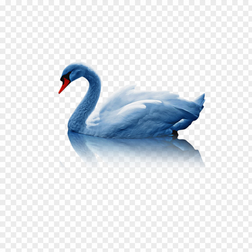 Black Swan Waterfowl Water Background PNG