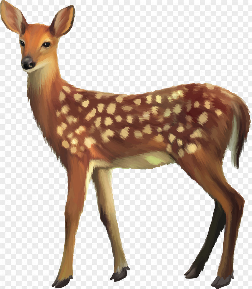 Deer Stock Photography PNG