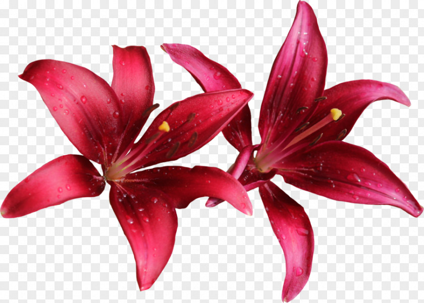 Oriental Lilium Flower Sticker Clip Art PNG