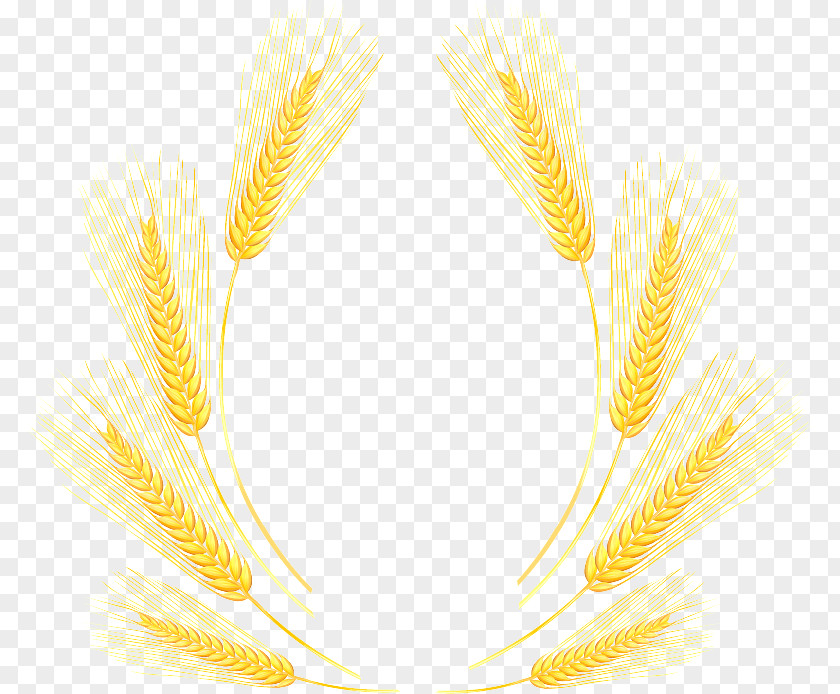 Plant Grass Family Feather PNG