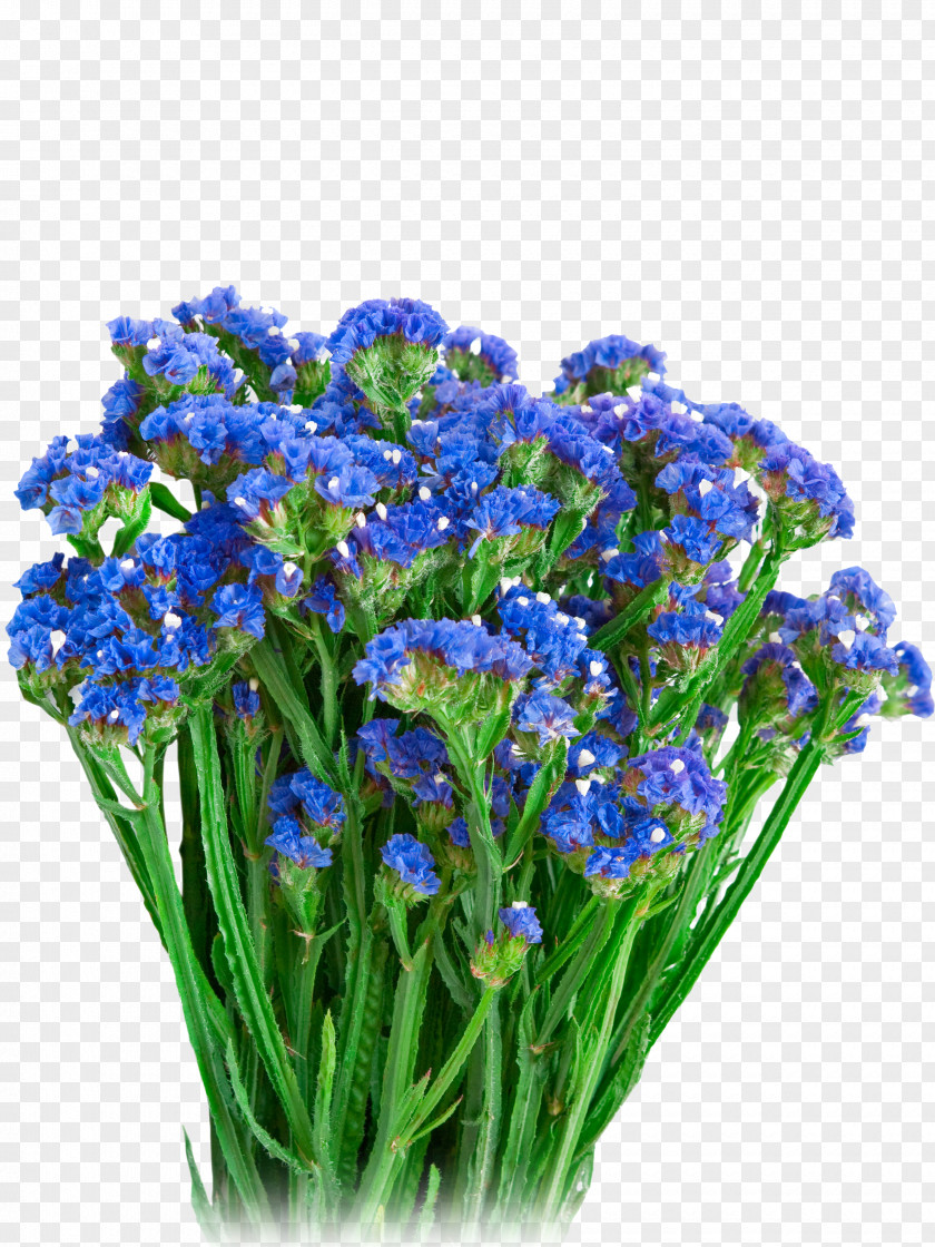 Plant Strawflower Blue Helichrysum Arenarium Annual PNG