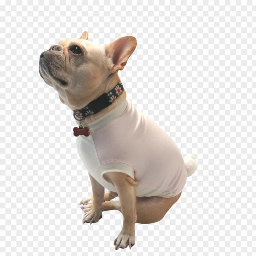 Puppy French Bulldog Dog Breed Companion PNG