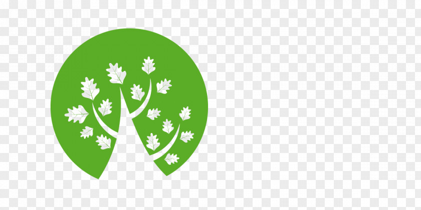 Tree Sessile Oak PNG