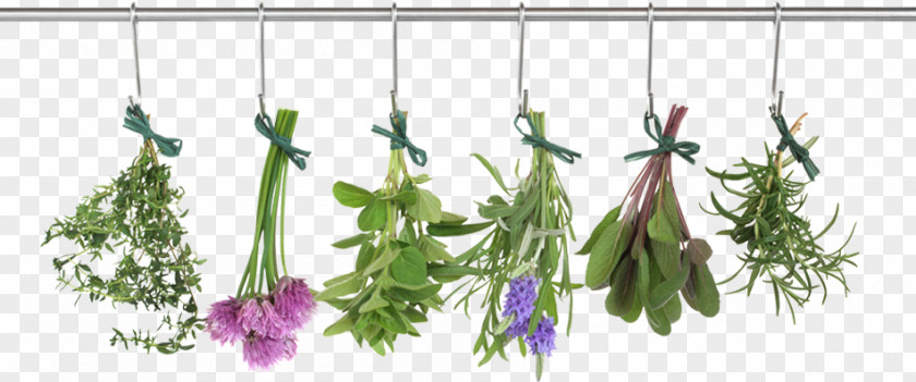 Vegetable Herb Food Drying Thyme PNG