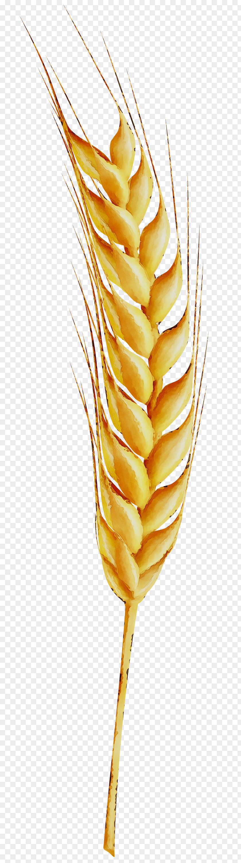 Grasses Wheat Grain Image PNG