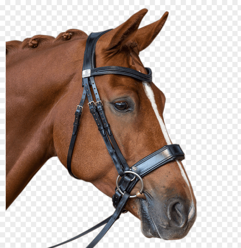 Horse Bridle Halter Equestrian Bit PNG