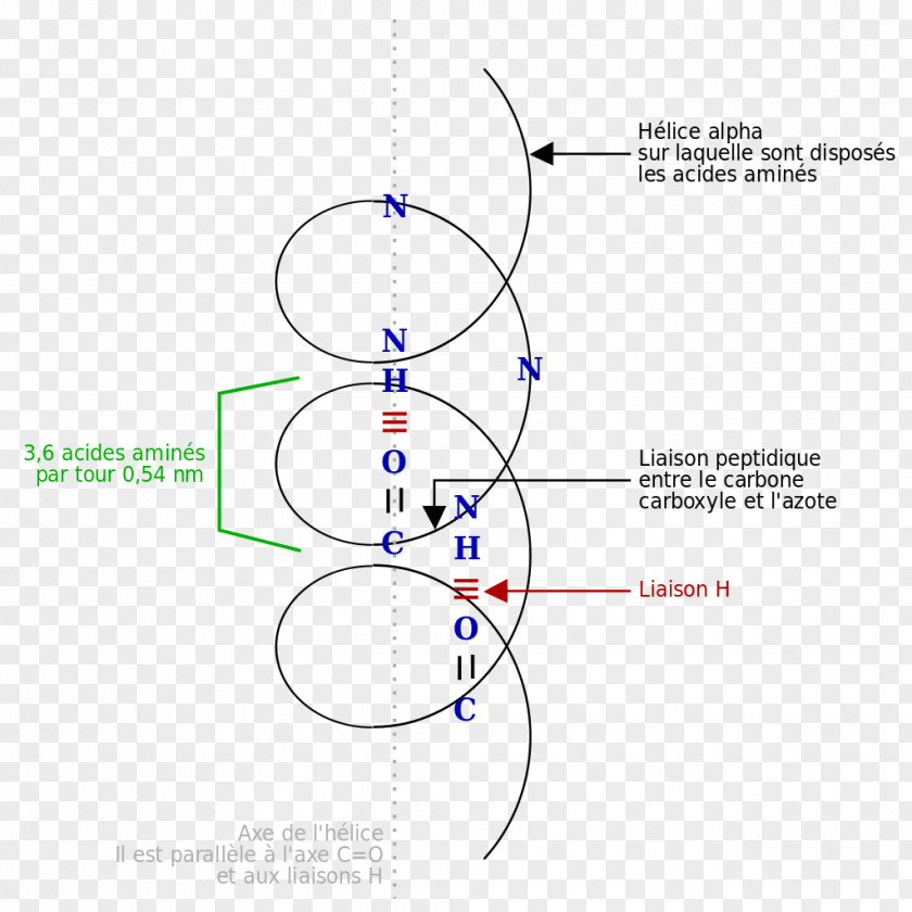 Lice Alpha Helix Angle Beta Sheet Protein PNG