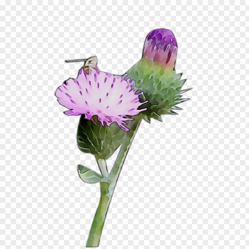 Milk Thistle Greater Burdock Purple Plant Stem Plants PNG