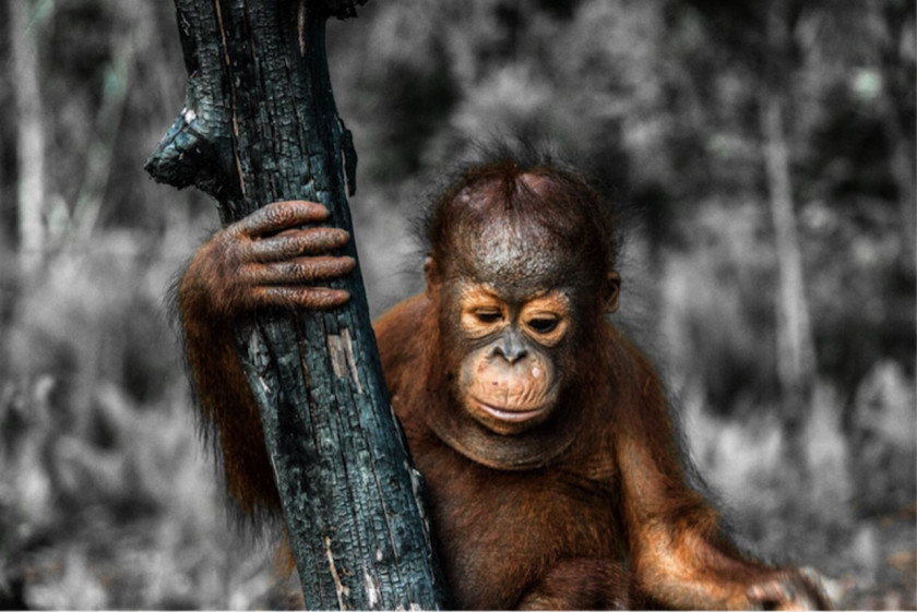 Orangutan Bornean Primate Great Apes Putri River Save The PNG