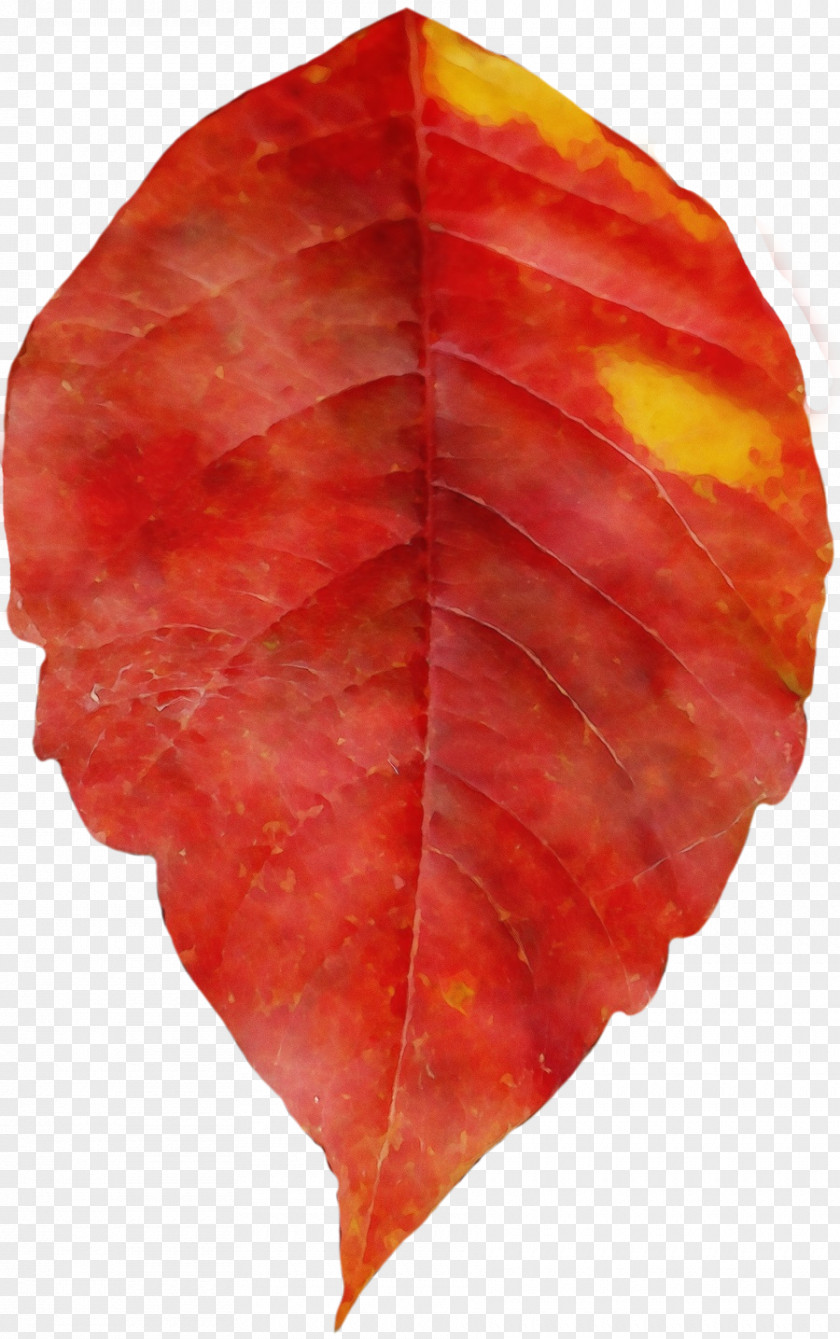 Perennial Plant Symmetry Red Maple Tree PNG
