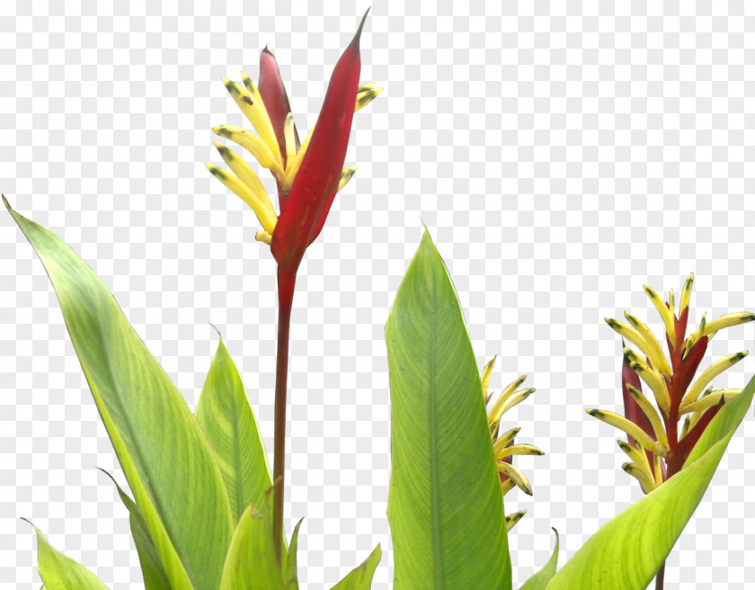 Tropical Leaves Flower Dracaena Draco Succulent Plant Tree PNG