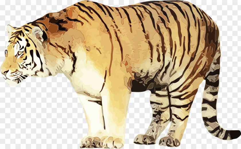 Siberian Tiger Animal Figure Wildlife Terrestrial Bengal PNG