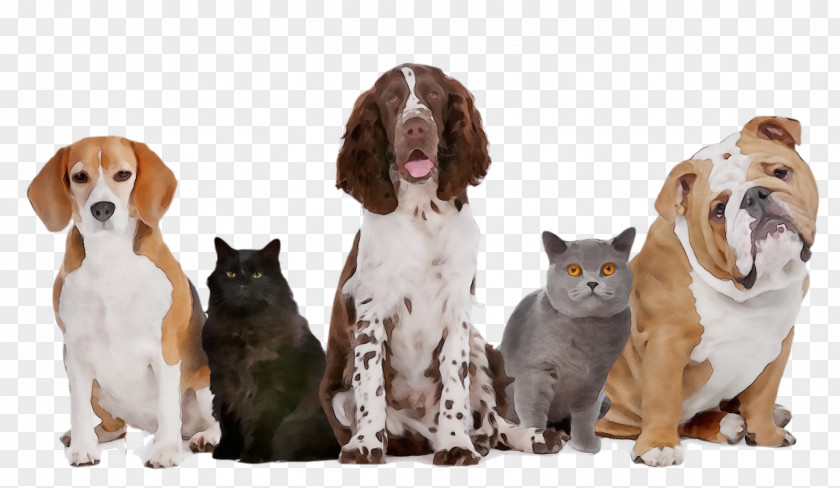 Cat Cocker Spaniel Dog Companion Sporting Group PNG