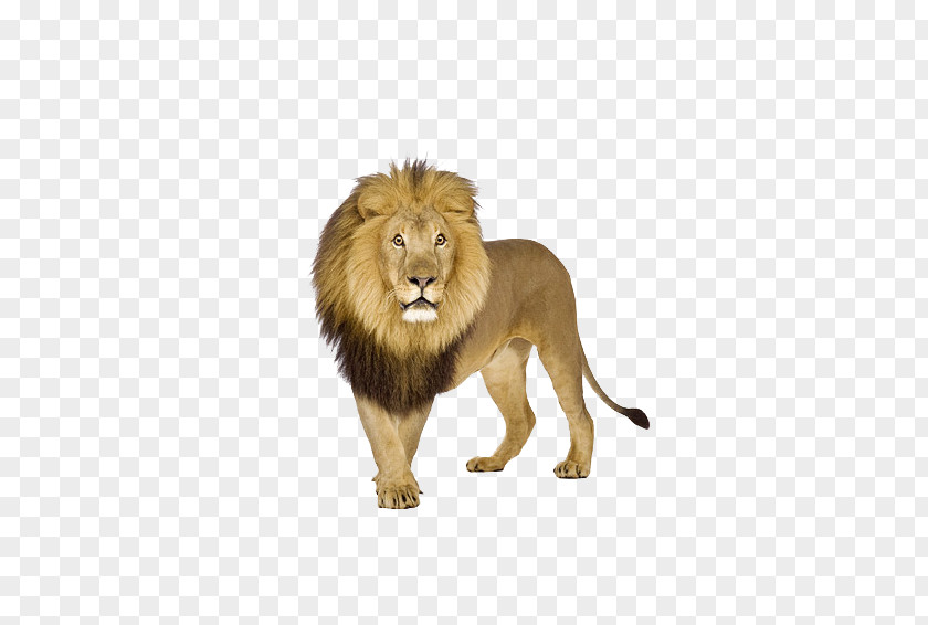 Domineering Male Lion Tiger Stock.xchng PNG