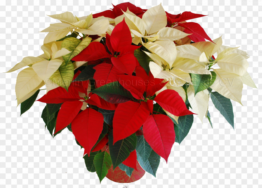 Flower Floral Design Cut Flowers Poinsettia Bouquet PNG