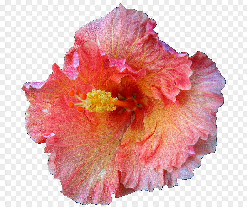 Flower Roselle Shoeblackplant Mallows PNG