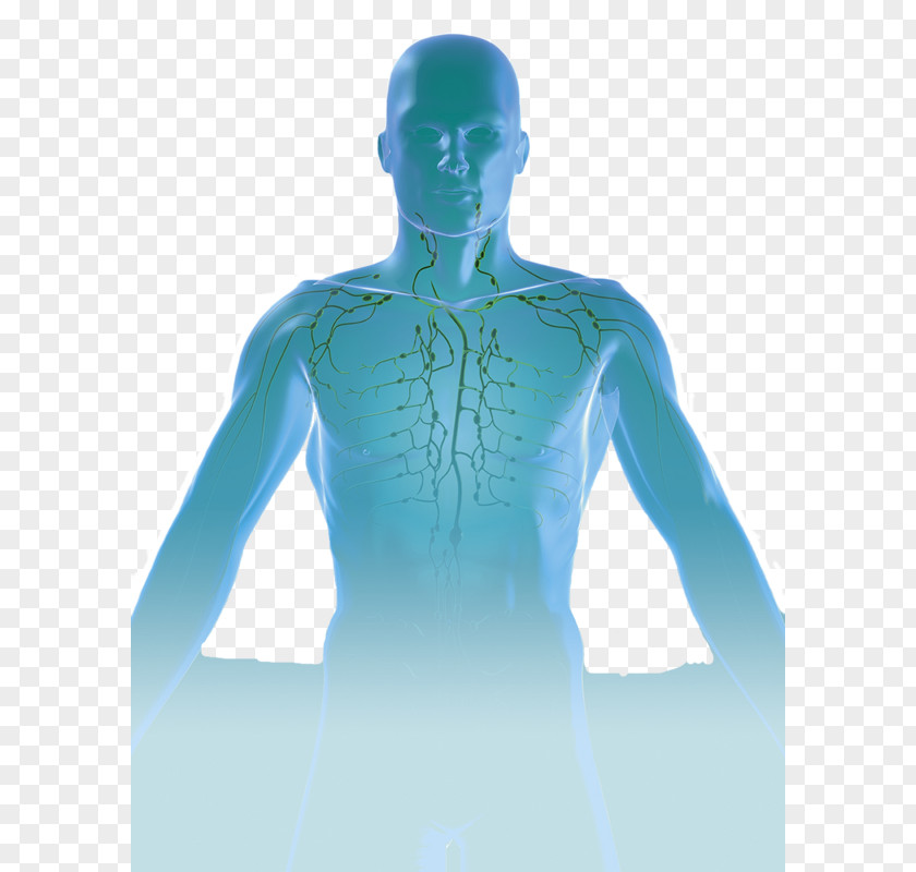 Humanoid International Lymphoedema Framework Shoulder Homo Sapiens Lymphedema PNG