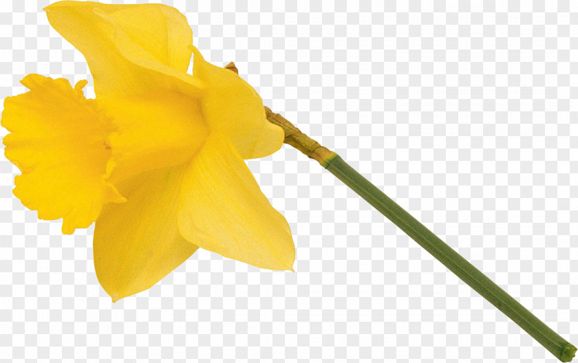 Narcissus Flowering Plant Petal Stem PNG