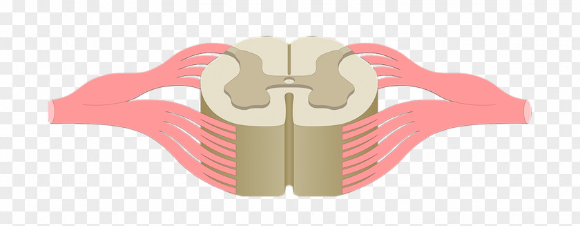 Spinal Cord Injury Vertebral Column Anatomy Central Nervous System PNG