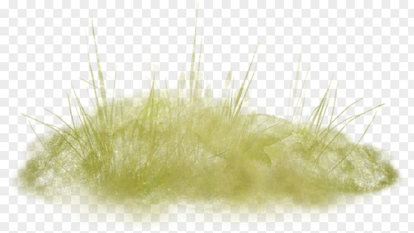 Green Grass Close-up PNG