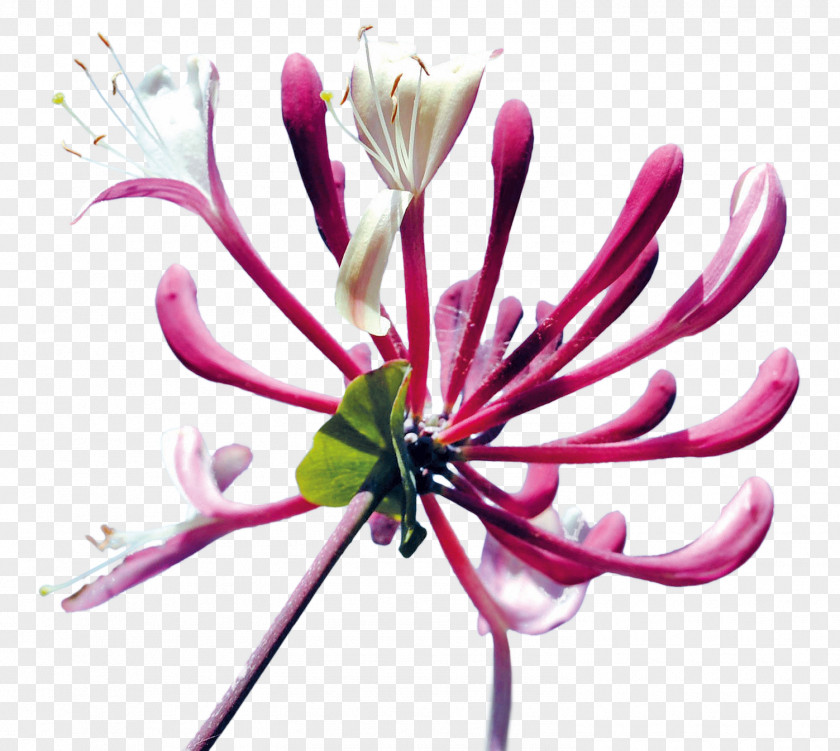 Honeysuckle Cut Flowers Bud Plant PNG