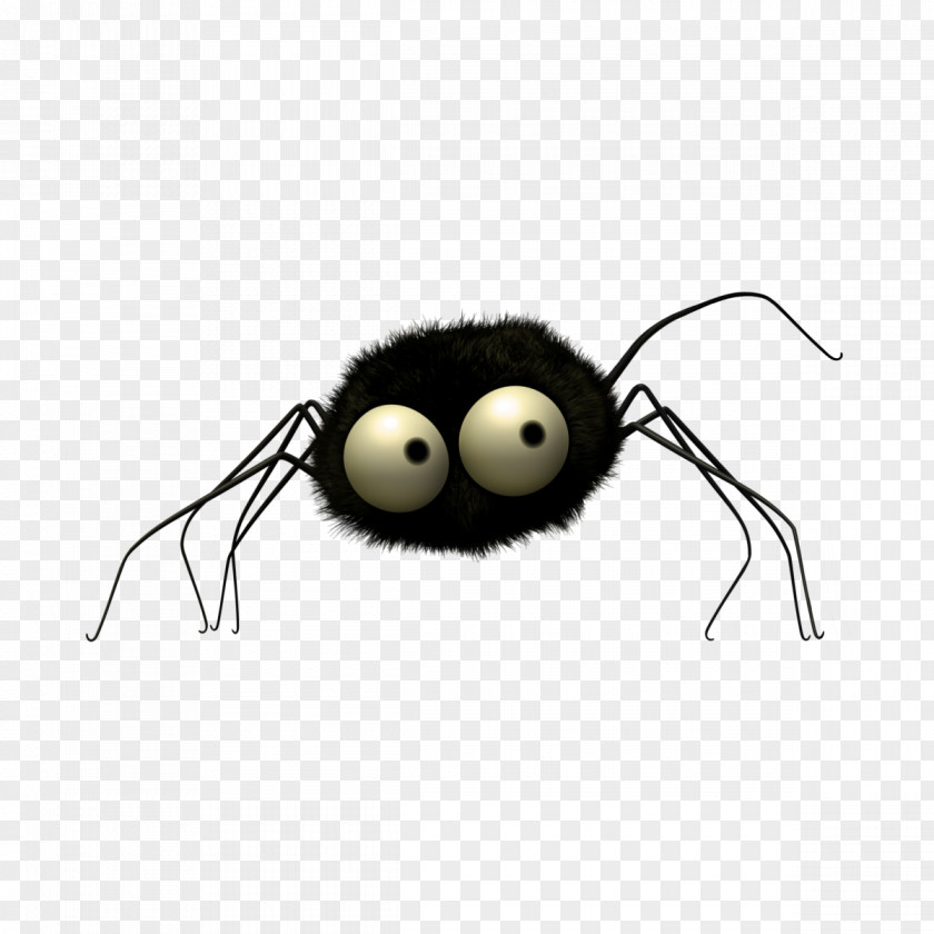 Jumping Spider Black House Ant Insect Ladybird Beetle PNG