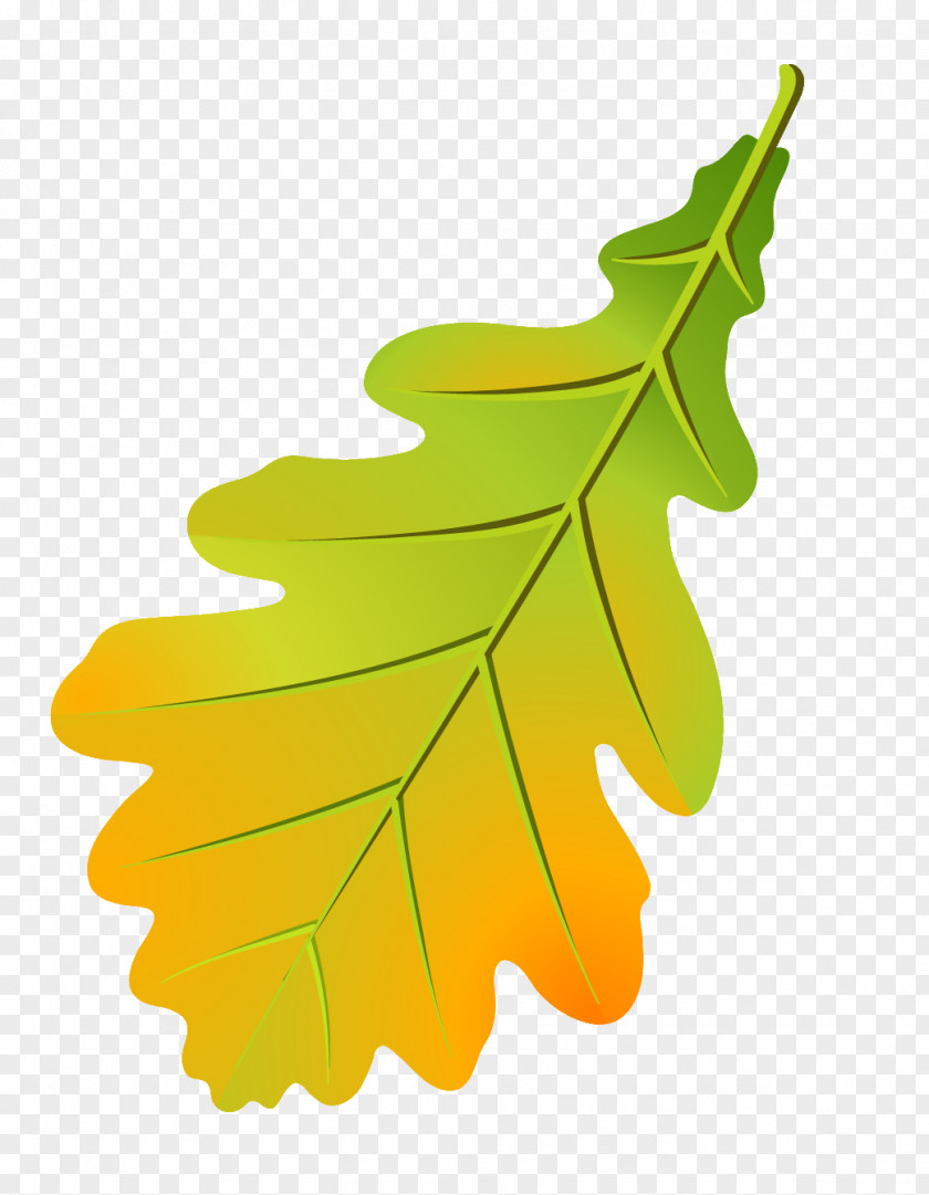 Leaf Oak Cluster Tree Leaflet Autumn Color PNG
