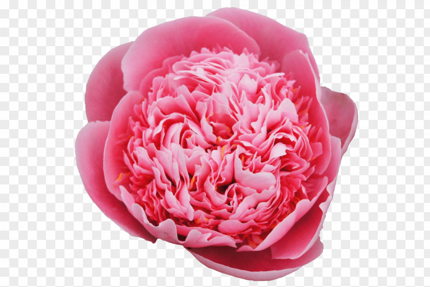 Peony Garden Roses Clip Art Cabbage Rose Image PNG