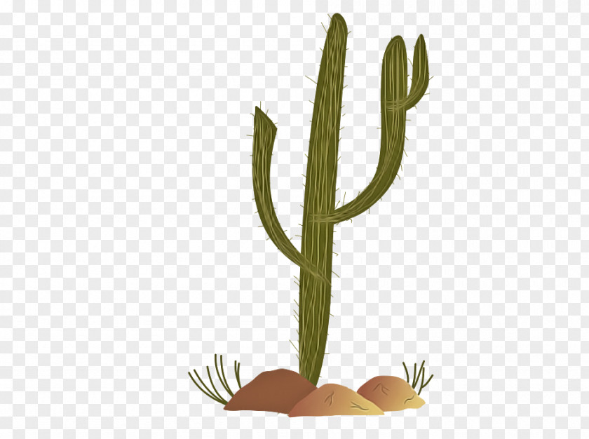 Plant Stem Flowerpot Cactus PNG
