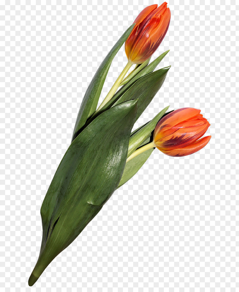 Tulip Cut Flowers Blume Clip Art PNG