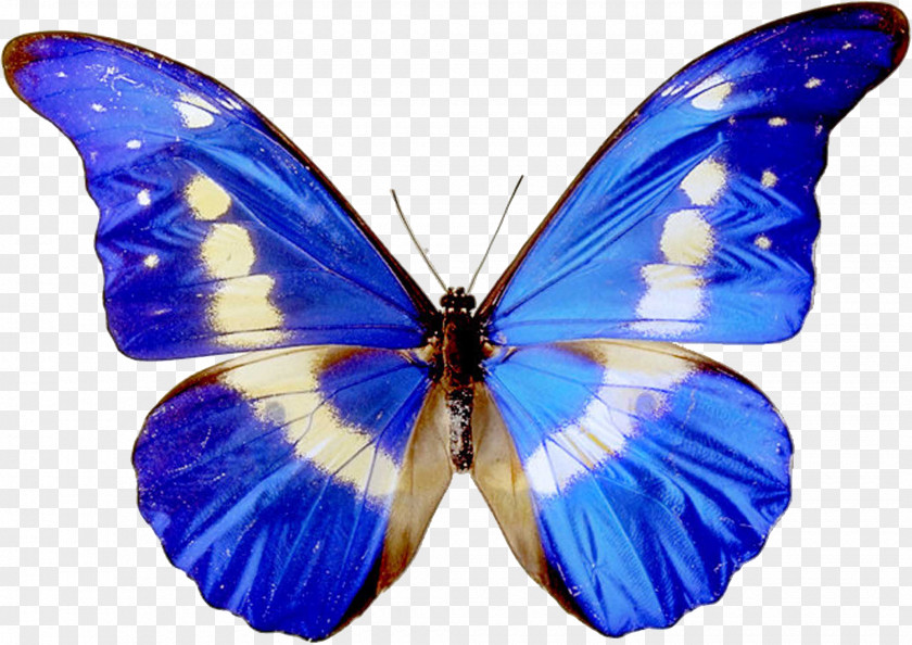 Blue Butterfly Specimen Free Content Clip Art PNG