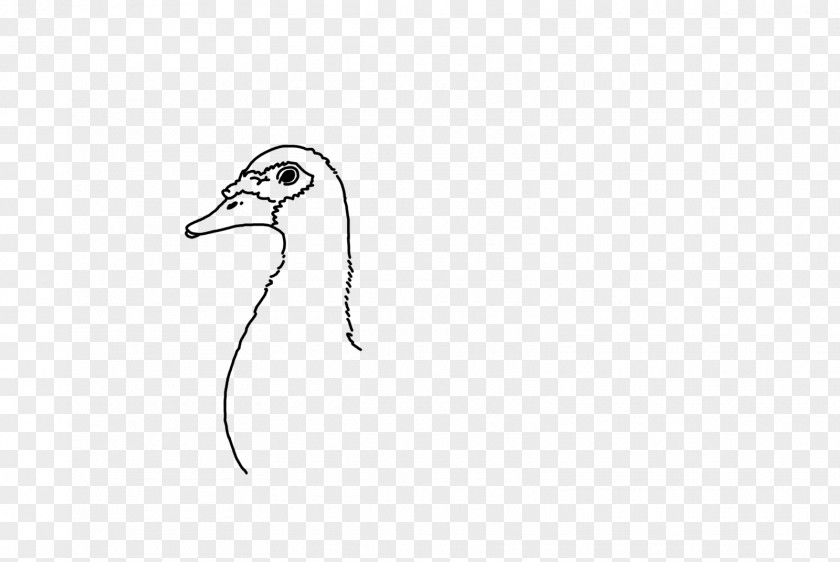 Duck Water Bird Cygnini Goose PNG
