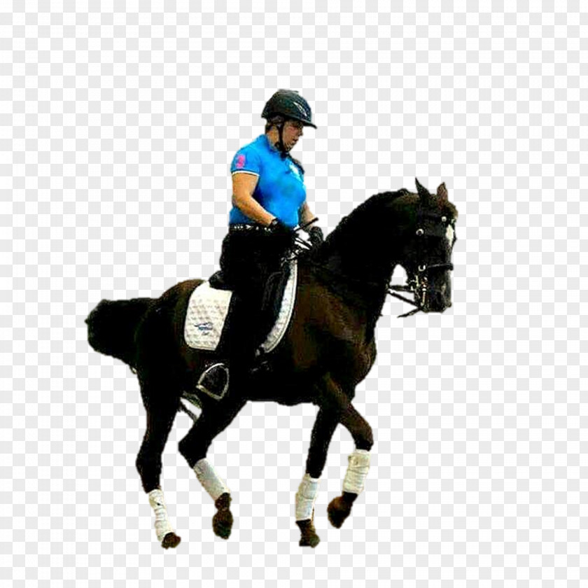 Horse Dressage Stallion Hunt Seat Rein PNG