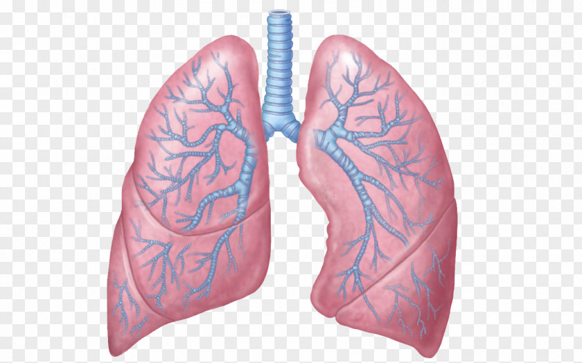 Lungs Transparent Images Lung Respiratory System Tract Anatomy Respiration PNG