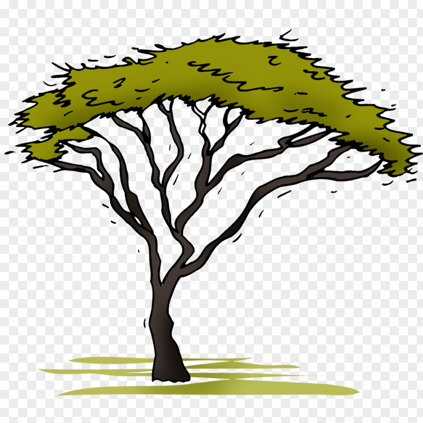 Acacia Badge Clip Art Illustration Image Leaf PNG