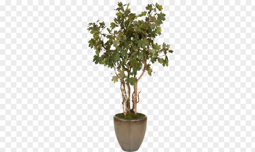Dark Green Shrub Bonsai Trees Conical Pot Flowerpot Tree Sageretia Theezans PNG