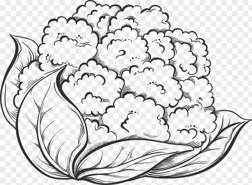 Hand-painted Cauliflower Drawing Vegetable Broccoli PNG