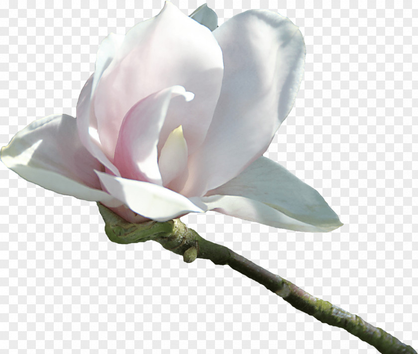 Moutan Peony Magnolia Flower Tree PNG
