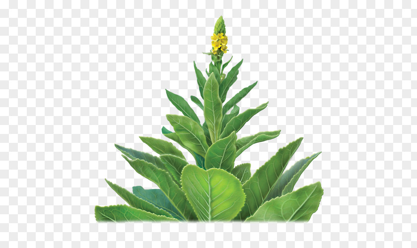 Mullein Leaf18 Bags Great Alvita Organic TeaTea Buddha Teas Herbal Tea PNG