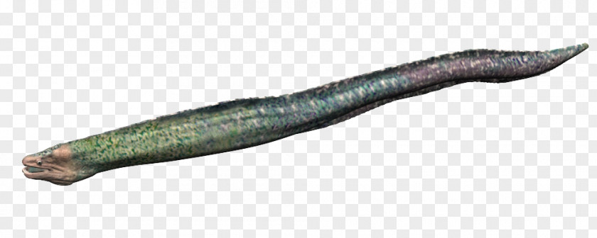 Worm Fish PNG