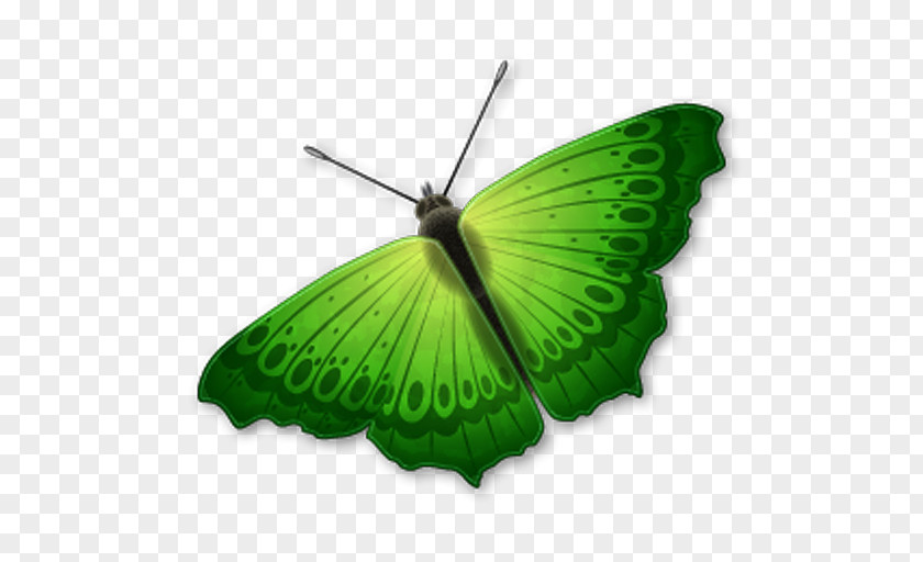 Butterfly Icon Design Clip Art PNG