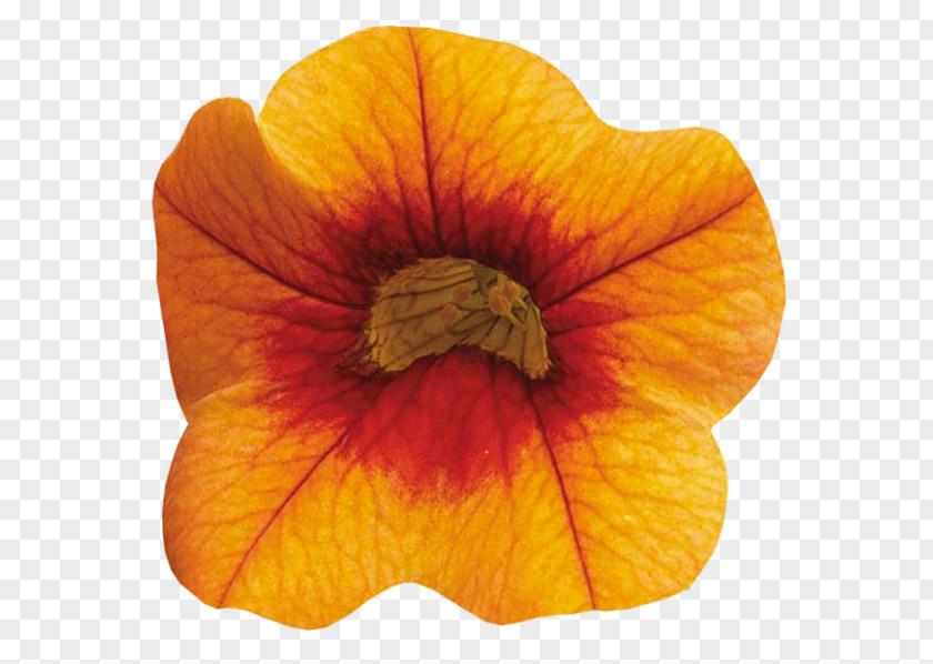 Petal Orange Flower Clip Art PNG