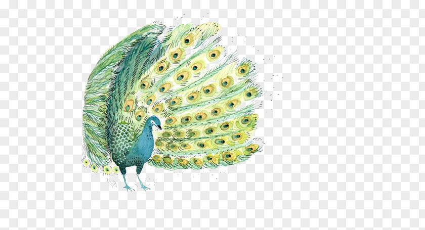 Watercolor Peacock Bird Painting Illustration PNG