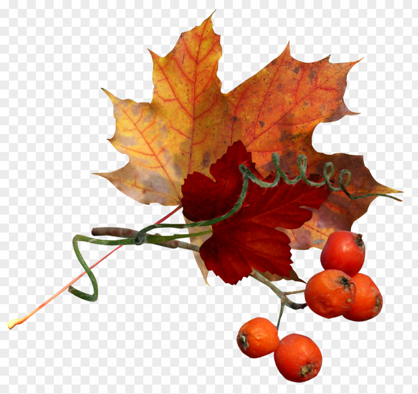 Autumn Flower Clip Art PNG