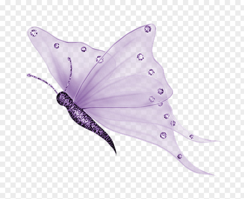 Butterfly Transparent Glasswing Clip Art Insect PNG