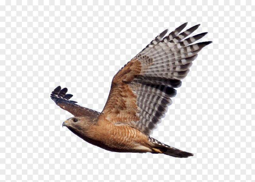 Hawk Bird Of Prey Red-shouldered Eagle PNG
