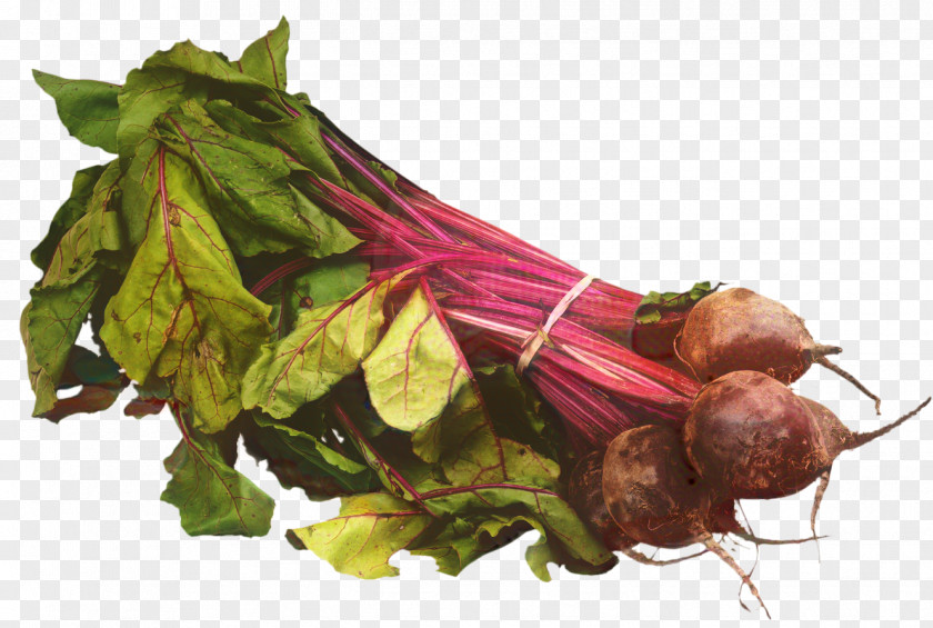 Herb Root Vegetable Vegetables Cartoon PNG