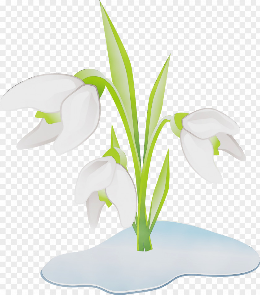 Leaf Petal Snowdrop White Flower Plant Clip Art PNG