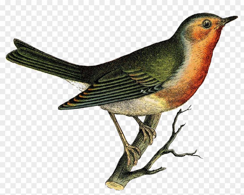 Sparrow Bird Poster PNG