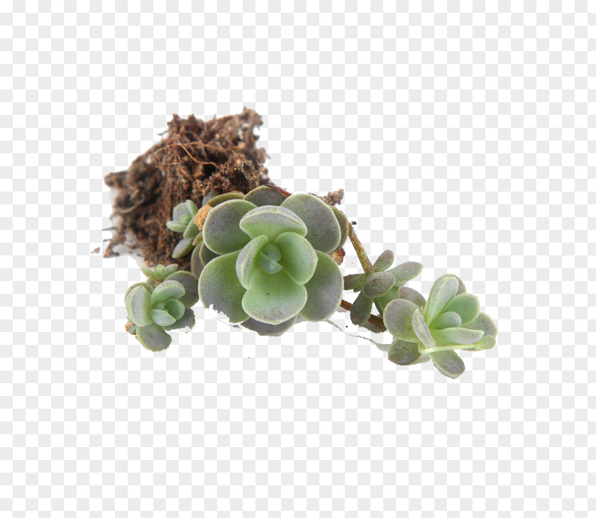 Succulent Plants Flowerpot Plant Euclidean Vector PNG